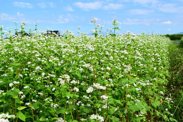 蕎麦畑 小さな白い花