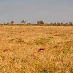 Lions hiding in the tall grass of the african savannah