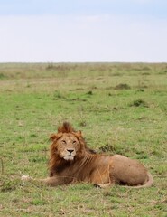 Majestic lion resting in the african savanna, enjoying the peace of nature
