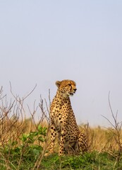 Cheetah sitting in the savannah looking for prey