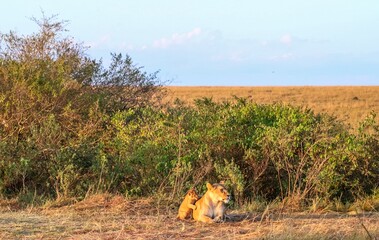 Lioness and cub resting in the african savanna during sunset