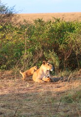 Lioness resting with her cubs in the Masai Mara National Reserve, Kenya