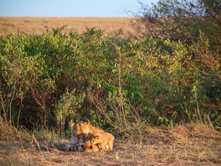 Lioness cuddling her cubs in the Masai Mara National Reserve, Kenya