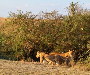 Lionesses exiting bushes in Masai Mara National Reserve, Kenya