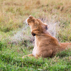 Lioness shaking off water droplets in the african savannah