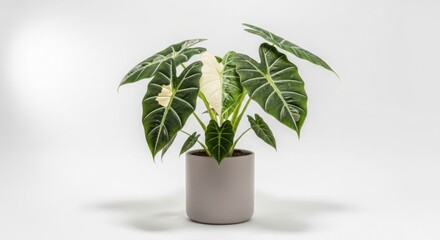 Striking alocasia black velvet plant with prominent white veins in a grey pot