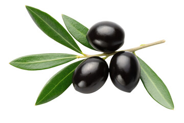 Black olives on a branch with leaves isolated on transparent background