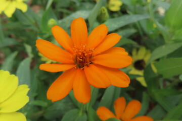 野に咲くアレンジの花