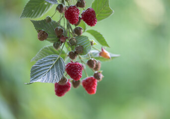 Close up of Branch with Red and Green Raspberries 