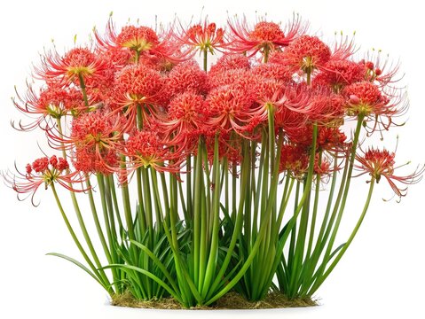 Captivating Cluster of Red Spider Lilies in Full Bloom on White Background