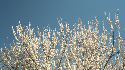 Blooming apricot tree under blue sky - spring magic of nature