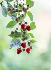 Close up of Branch with Red and Green Raspberries 
