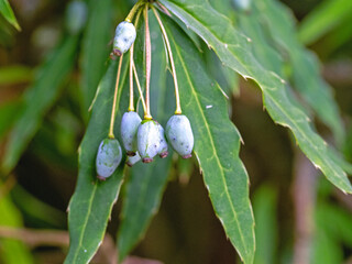 Wintergreen barberry berries and green leaves in a garden