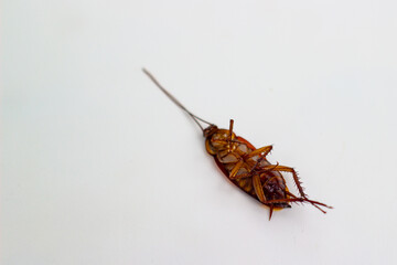 Dead cockroach pest insect lying on its back on white background