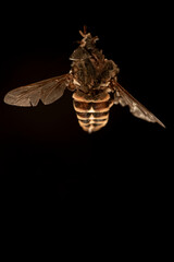 Fototapeta premium old bee insect,nacka,sverige,stockholm,sweden,,mats,summer,red