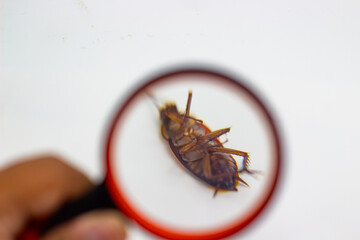 Magnifying glass examining dead cockroach pest control issue
