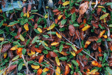 Green, yellow and brown autumn leaves on the ground. Background, texture
