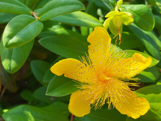 olden St. John’s Wort Flower in Full Bloom