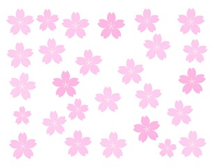 Delicate pink cherry blossoms on a white background