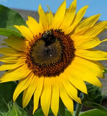 sunflower in the garden