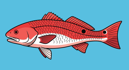 Fototapeta premium Detailed Redfish Swimming Illustration on Bright Blue Background