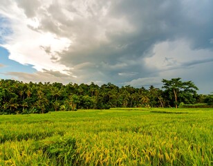 Lush rice paddy under dramatic sky