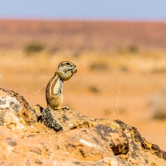 Obraz premium Desert Ground Squirrel