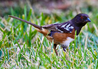 Spotted Towhee Bird Eating Bug in its Mouth in backyard garden