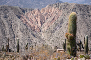 monta&ntilde;a colorida con cactus cielo azul soleado
