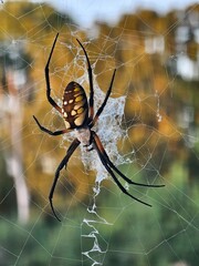 spider on the web