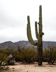 Desert landscape with saguaro cactus