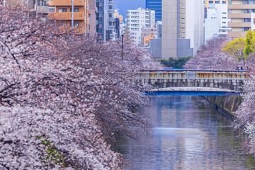 Scenery of white cherry blossom trees in full bloom along the Meguro River in Nakameguro, Meguro-ku, Tokyo , Japan