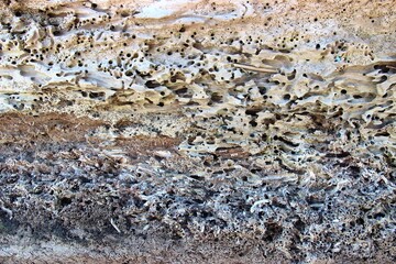 Eroded wood texture log on a beach