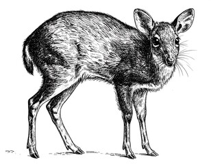 Elegant duiker sketch a detailed monochrome depiction conveying wildlife grace