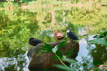 Ducks Resting on Rock in Green Lake