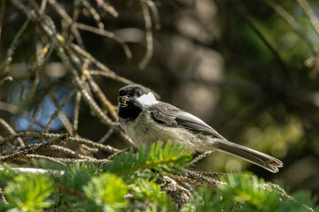 Obraz premium wild cute bird