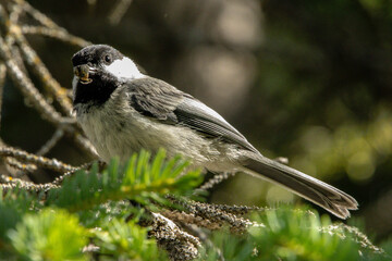 wild cute bird