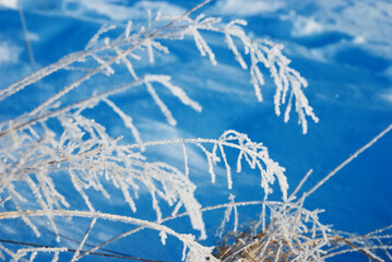 winter nature with macro photography of snow-covered grass covered with frost.  