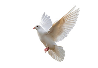 white dove isolated on white