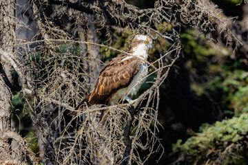 Osprey sea hawk