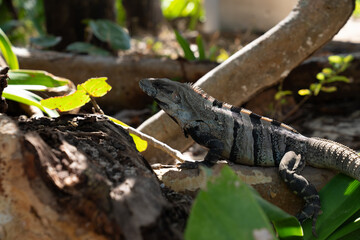 Close up of a Iguana