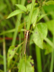 Owlfly is an insect with large, bulging eyes and delicate wings, resembling a mix of dragonfly and butterfly, often active at dusk and skilled in aerial hunting