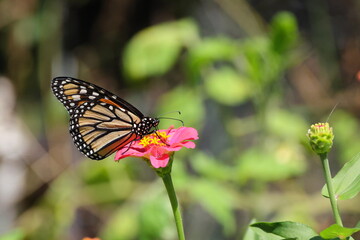 Monarch yellow and orange with white spots butterfly pollinating on pink Zinnia
