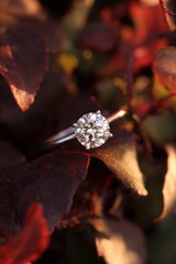 elegant classic engagement ring solitaire type with a single two carate round cut diamond, on a autumn vines natural background with red orange leaves, earthy tones