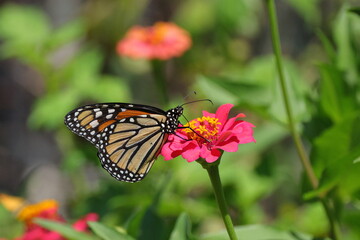 Monarch yellow and orange with white spots butterfly pollinating on pink Zinnia