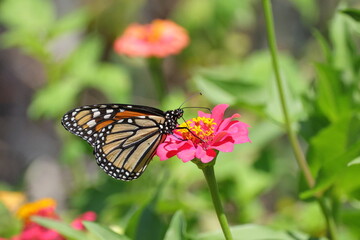 Monarch yellow and orange with white spots butterfly pollinating on pink Zinnia