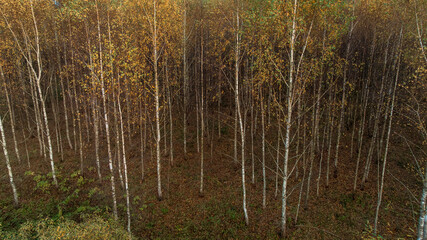 Obraz premium Aerial View of a Birch Forest with Golden Autumn Canopy in Lithuania