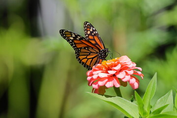 Monarch yellow and orange with white spots butterfly pollinating on pink Zinnia