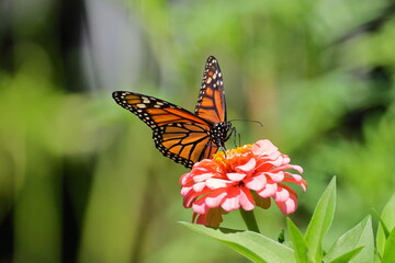 Monarch yellow and orange with white spots butterfly pollinating on pink Zinnia