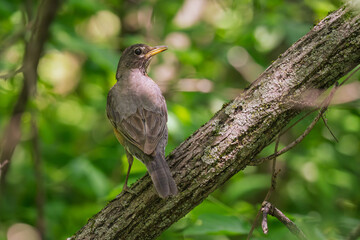 robin on a branch